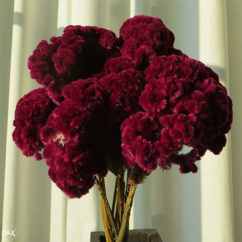 Pijetlova Kresta Celosia Cristata 200 Sjemenki Sjemena OLX Ba