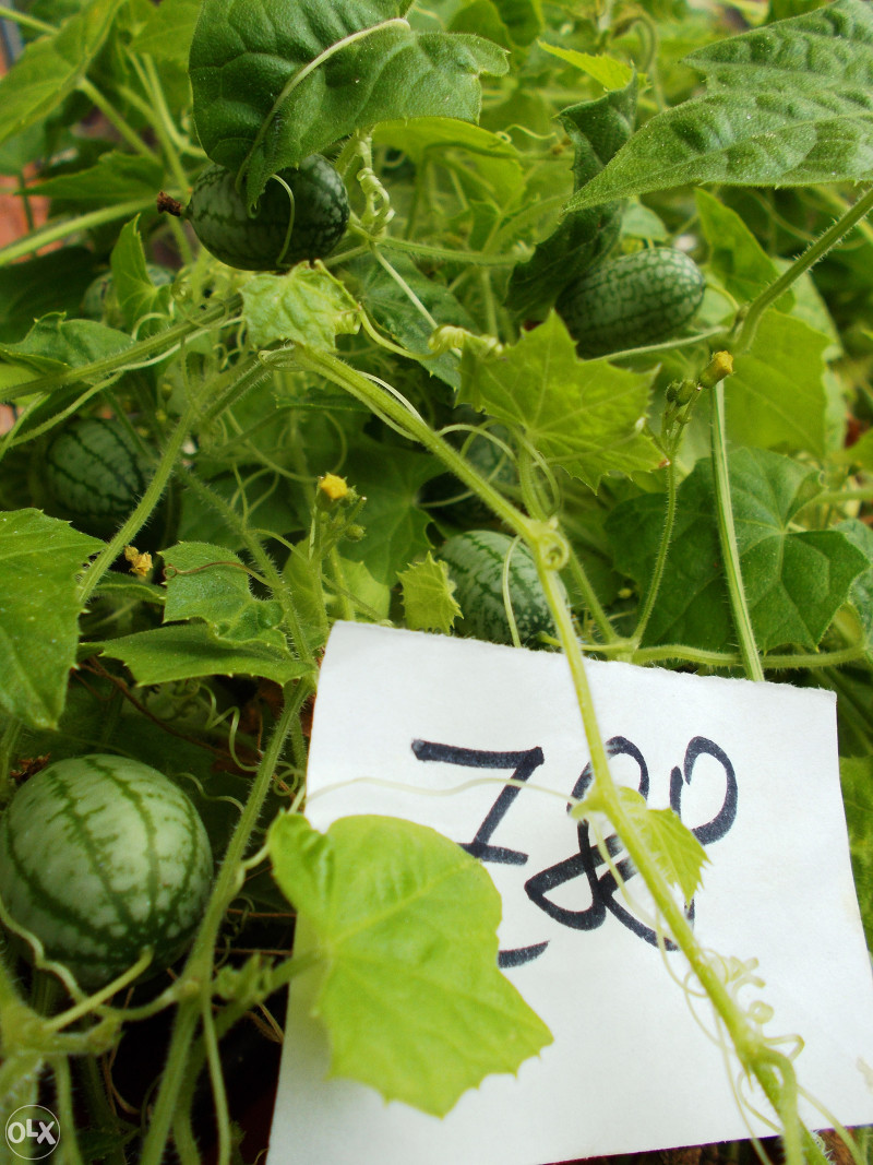 Meksički krastavac Cucamelon ~25+ sjemenki