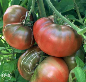 Paradajz, rajčica Crni Krim (Black Krim) ~50+ sjemenki