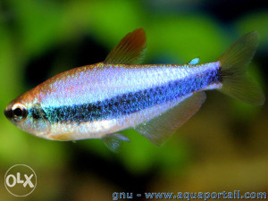 keri tetra