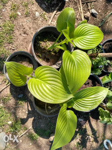 Hosta biljka