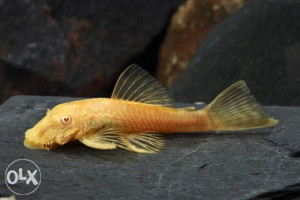 Albino Bristlenose Ancistrus 4-5cm