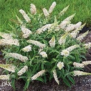 Budleja bijela (buddleja white)
